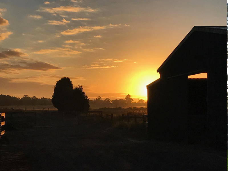 The Farm